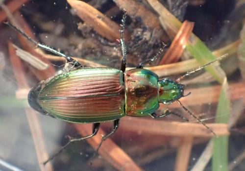 Réf. 334 673 : Poecilus versicolor